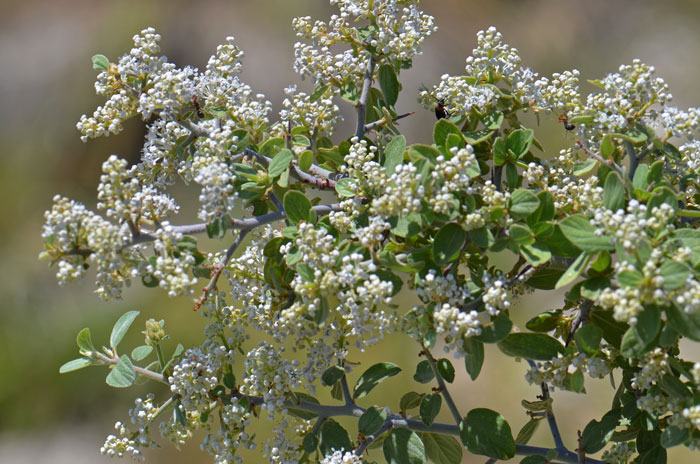 Ceanothus greggii, Desert Ceanothus Ceanothus greggii, Desert Ceanothus